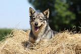 VASGOTASPETS 015